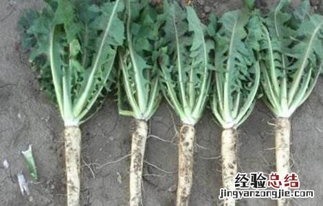 菊苣常见病害及防治方法 菊苣常见病害及防治方法视频
