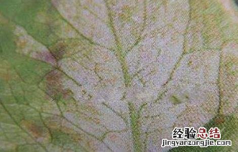菊苣常见病害及防治方法 菊苣常见病害及防治方法视频