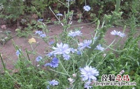 菊苣常见病害及防治方法 菊苣常见病害及防治方法视频