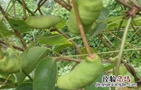 预知子的作用 预知子怎么种
