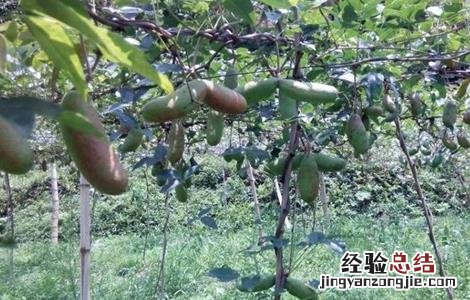 预知子的作用 预知子怎么种