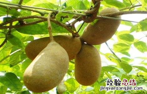 预知子的作用 预知子怎么种