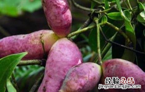 预知子的作用 预知子怎么种