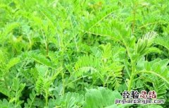 黄芪的管理方法 黄芪该怎么管理