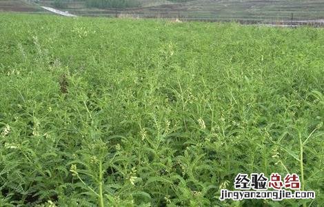 黄芪的管理方法 黄芪该怎么管理
