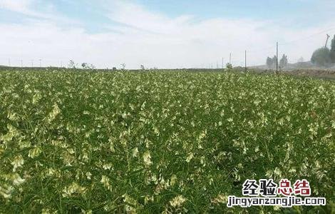黄芪的管理方法 黄芪该怎么管理