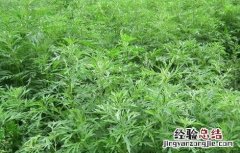 益母草种植的注意事项和禁忌 益母草种植的注意事项