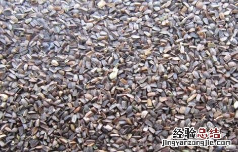 益母草种植的注意事项和禁忌 益母草种植的注意事项