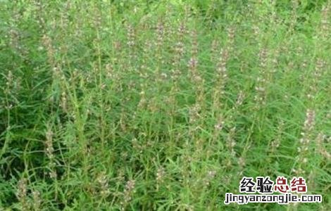益母草种植的注意事项和禁忌 益母草种植的注意事项