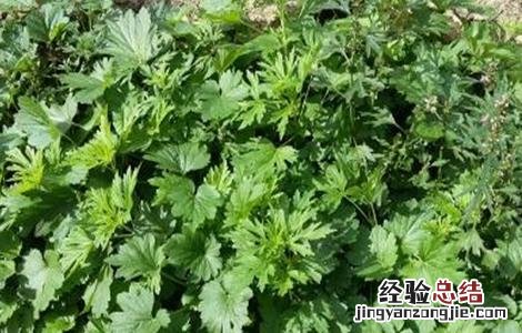 益母草种植的注意事项和禁忌 益母草种植的注意事项