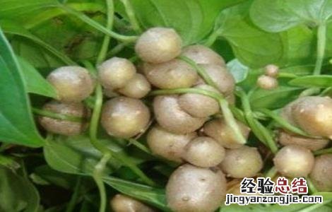 山药的繁殖方法有哪些,各有什么利弊 山药的繁殖方法