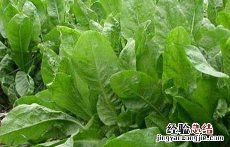 菊苣的田间管理要点 菊苣的田间管理要点