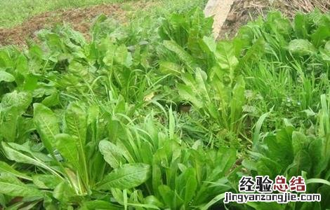 菊苣的田间管理要点 菊苣的田间管理要点