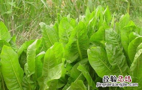 菊苣的田间管理要点 菊苣的田间管理要点