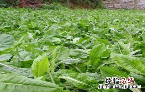 菊苣的田间管理要点 菊苣的田间管理要点
