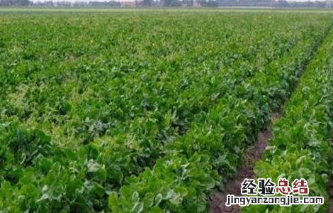 菊苣的田间管理要点 菊苣的田间管理要点
