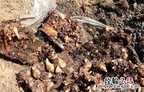 天麻引种注意事项 天麻引种注意事项和禁忌