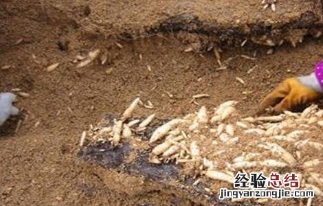 天麻引种注意事项 天麻引种注意事项和禁忌