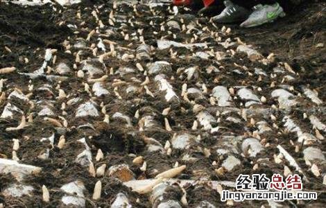 天麻引种注意事项 天麻引种注意事项和禁忌