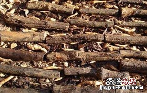 天麻引种注意事项 天麻引种注意事项和禁忌