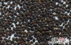 药材种子播种前几种处理方法 药材种子播种前几种处理方法是