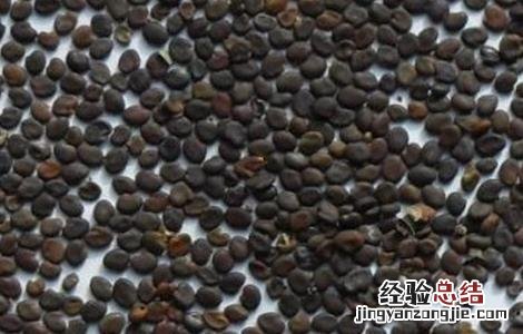 药材种子播种前几种处理方法 药材种子播种前几种处理方法是