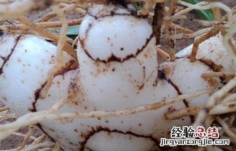 白芨种植条件 白芨种植条件和管理