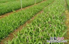 白芨种植条件 白芨种植条件和管理