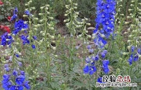 飞燕草种植技术 飞燕草种植技术与管理