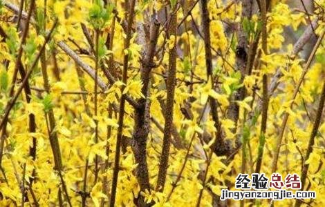 连翘种植需要注意哪些问题 连翘的种植方法及条件