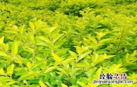 连翘种植需要注意哪些问题 连翘的种植方法及条件