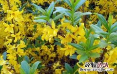 连翘种植需要注意哪些问题 连翘的种植方法及条件
