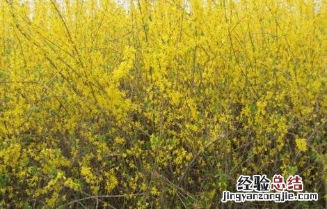 连翘种植需要注意哪些问题 连翘的种植方法及条件