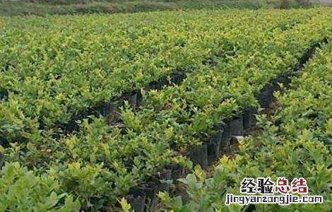 连翘种植需要注意哪些问题 连翘的种植方法及条件