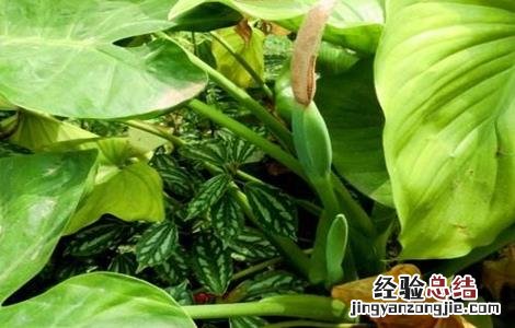 白英的种植技术 白英栽培技术