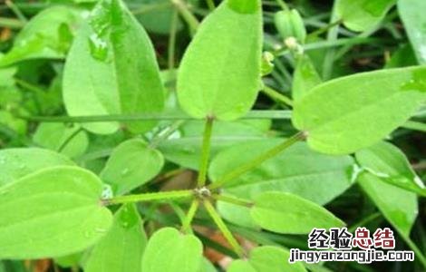 白英的种植技术 白英栽培技术