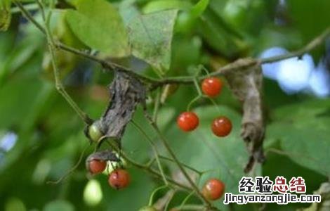 白英的种植技术 白英栽培技术