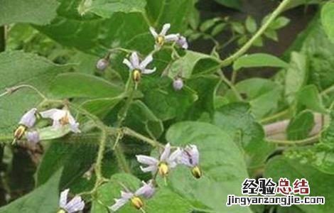 白英的种植技术 白英栽培技术