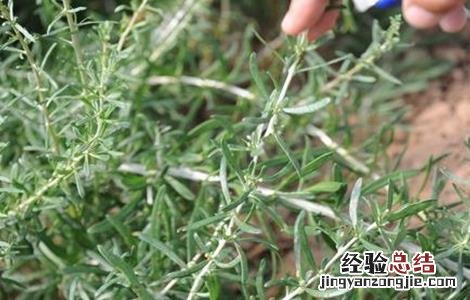 枸杞冬季管理注意事项有哪些 枸杞冬季管理注意事项
