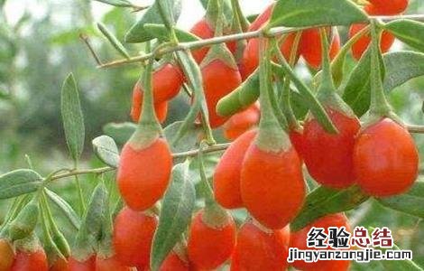 枸杞冬季管理注意事项有哪些 枸杞冬季管理注意事项