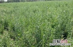 枸杞冬季管理注意事项有哪些 枸杞冬季管理注意事项