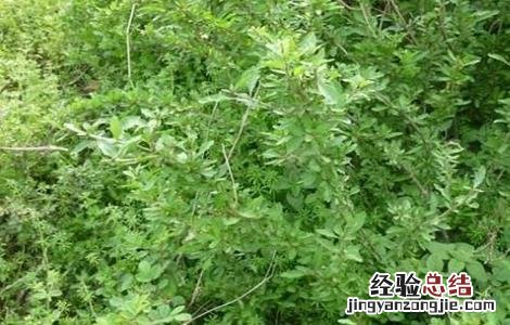 枸杞冬季管理注意事项有哪些 枸杞冬季管理注意事项