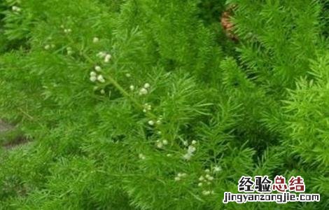 天冬的种植技术 天冬的种植技术及收益