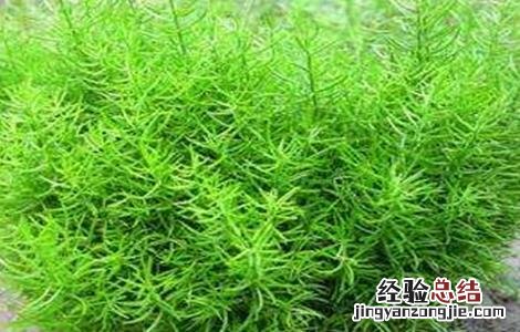 天冬的种植技术 天冬的种植技术及收益