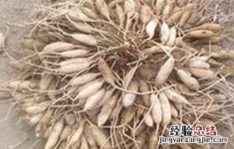 天冬的种植技术 天冬的种植技术及收益