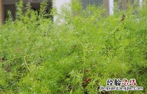 天冬的种植技术 天冬的种植技术及收益
