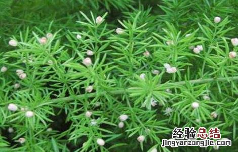 天冬的种植技术 天冬的种植技术及收益