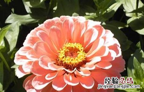 百日草的栽培技术要点 百日草的栽培技术