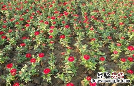 百日草的栽培技术要点 百日草的栽培技术