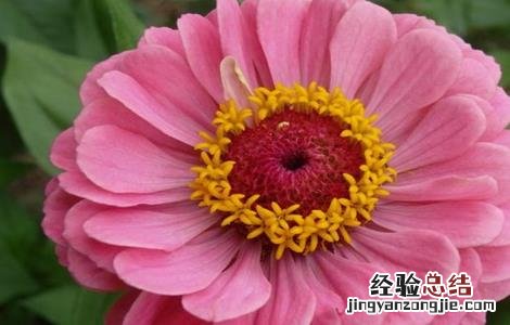 百日草的栽培技术要点 百日草的栽培技术